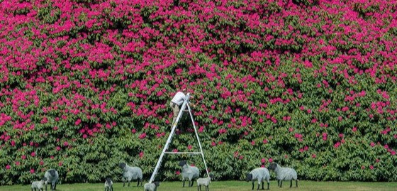 Rododendron rekordman