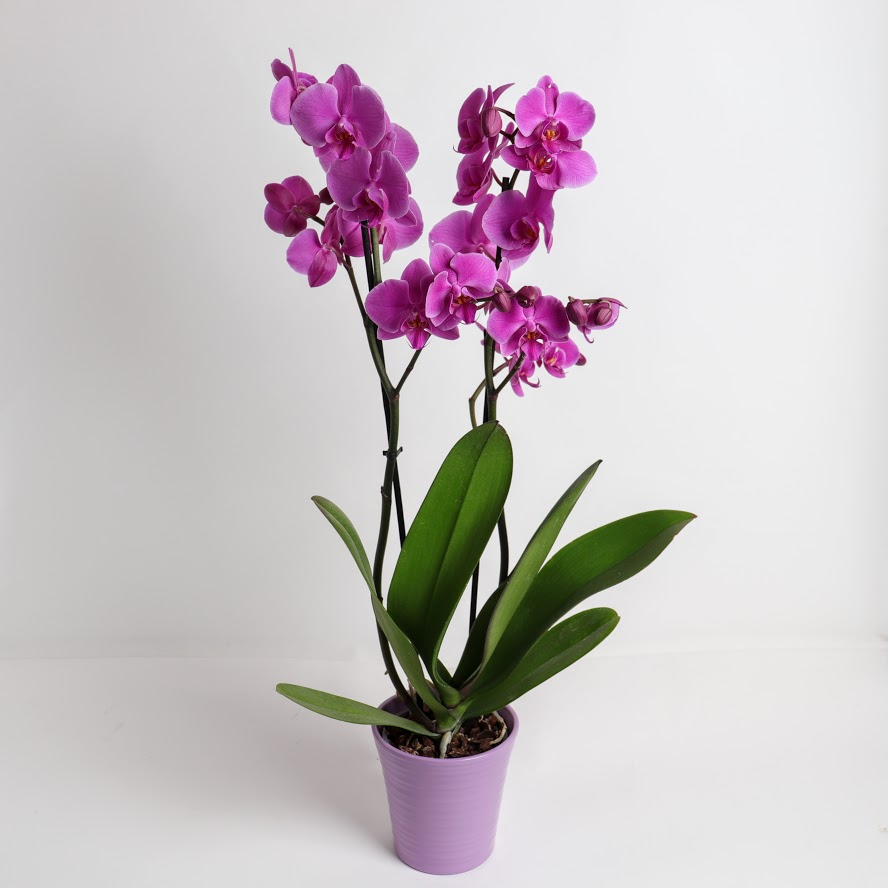 Črepníková orchidea 2