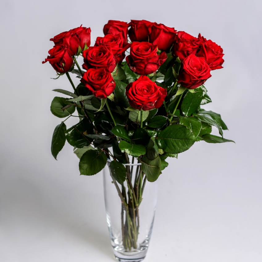 Ruža červená Standard 70cm 1ks